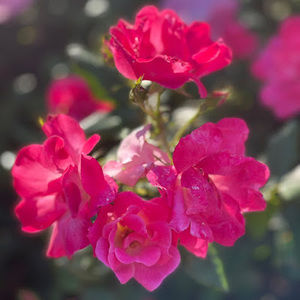 Meet your Posher, Nieves